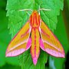 Elephant Hawk Moth diamond painting