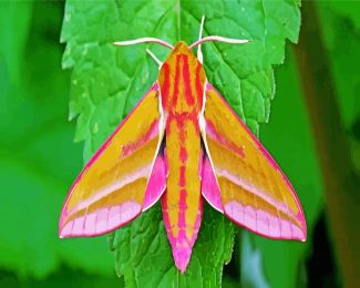 Elephant Hawk Moth diamond painting