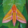 Elephant Hawk Moth diamond painting