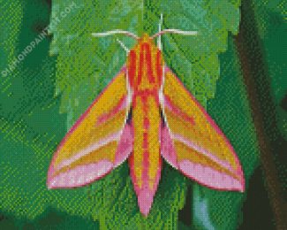 Elephant Hawk Moth diamond painting