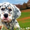 English Setter Puppy diamond painting