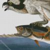 Fish Hawk Or Osprey By John James Audubon diamond painting