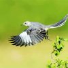 Flying Northern Mockingbird diamond painting