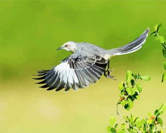 Flying Northern Mockingbird diamond painting