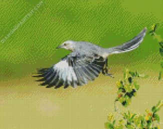 Flying Northern Mockingbird diamond painting