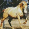 Golden Andalusian Horse diamond painting