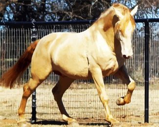 Golden Andalusian Horse diamond painting