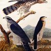 Goshawk Stanley Hawk By John James Audubon diamond painting