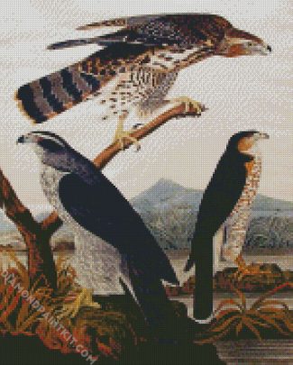 Goshawk Stanley Hawk By John James Audubon diamond painting