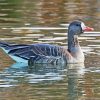 Greater White Fronted Goose diamond painting