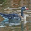 Greater White Fronted Goose diamond painting