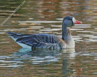 Greater White Fronted Goose diamond painting