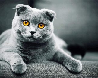 Grey Scottish Fold Cat diamond painting