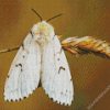 Gypsy Moth Butterfly diamond painting