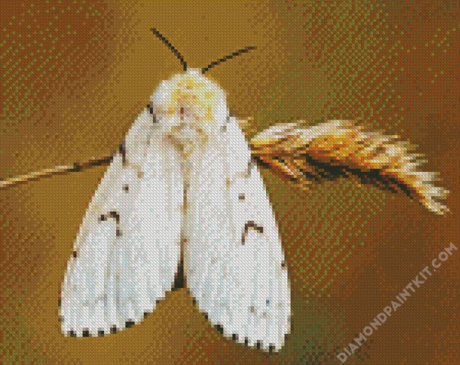 Gypsy Moth Butterfly diamond painting