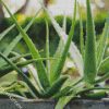 Aloe Plants diamond painting