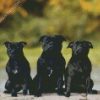 Black Staffordshire Bull Terrier Dogs diamond painting