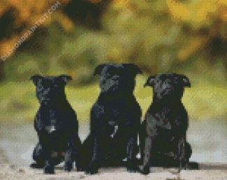 Black Staffordshire Bull Terrier Dogs diamond painting