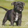 Black Staffordshire Bull Terrier Puppy diamond painting