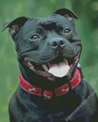 Black Staffordshire Bull Terrier Smiling diamond painting