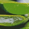 Close Up Aloe Vera diamond painting