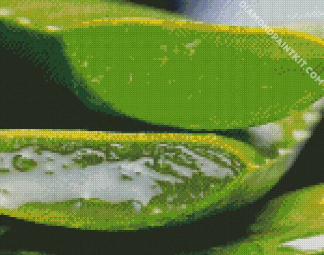 Close Up Aloe Vera diamond painting