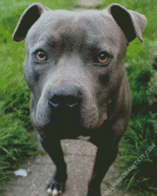 Cute Staffordshire Bull Terrier diamond painting