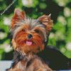 Cute Yorkies Dog diamond painting