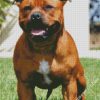 Staffordshire Bull Terrier diamond painting