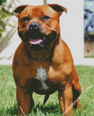 Staffordshire Bull Terrier diamond painting