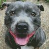 Staffordshire Bull Terrier Smiling diamond painting