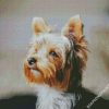 Yorkie Dog diamond painting