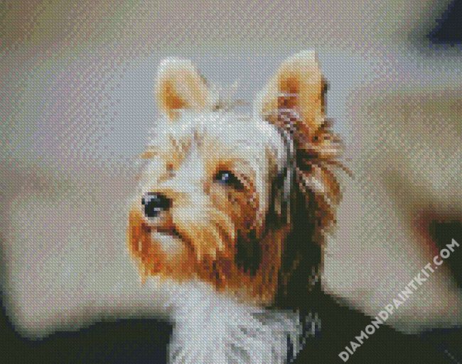 Yorkie Dog diamond painting