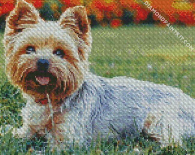 Yorkies Dog diamond painting