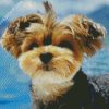 Yorkshire Terrier diamond painting