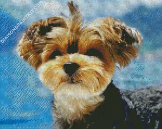 Yorkshire Terrier diamond painting