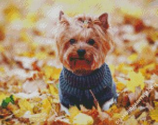 Yorkshire Terrier Wearing Clothes diamond painting