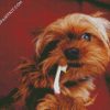 Yorkshire Terrier And Tooth Brush diamond painting