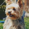 Beige Yorkshire Terrier Dog diamond painting