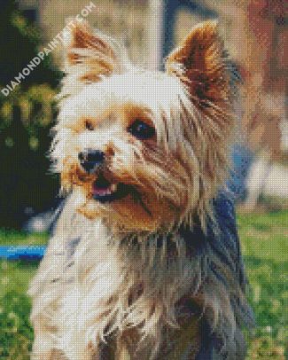 Beige Yorkshire Terrier Dog diamond painting