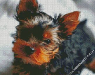 Cute Little Yorkshire Terrier diamond painting