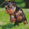 Little Yorkshire Terrier Running diamond painting