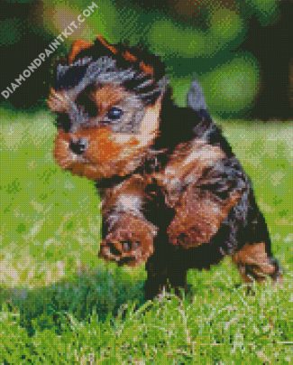 Little Yorkshire Terrier Running diamond painting