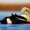 King Eider diamond painting