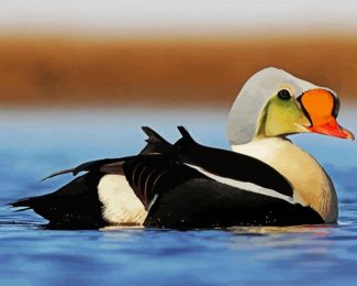 King Eider diamond painting