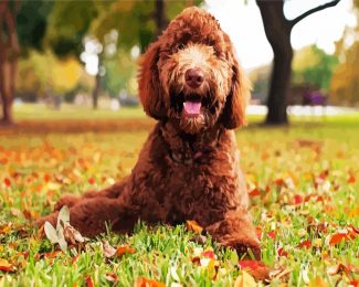 Labradoodle Dog diamond painting