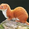 Least Weasel diamond painting