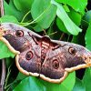 Lepidoptera Moth Butterfly diamond painting