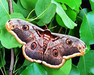 Lepidoptera Moth Butterfly diamond painting