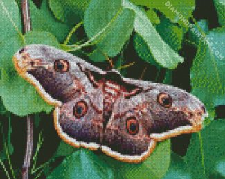 Lepidoptera Moth Butterfly diamond painting